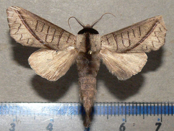 /filer/webapps/moths/media/images/H/heterogyna_Peratodonta_A_Goff_01.jpg