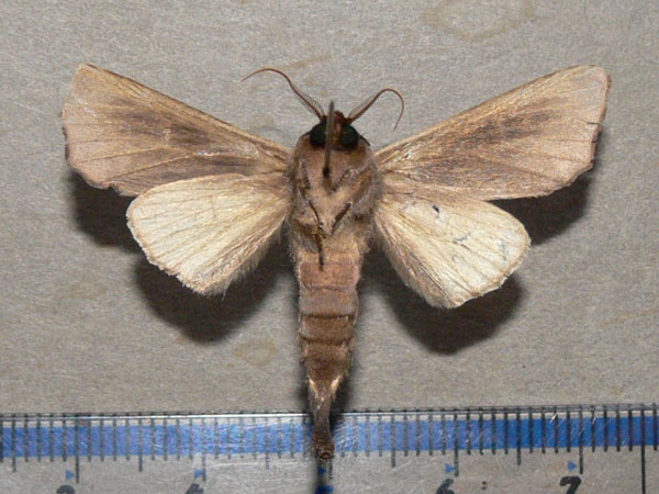 /filer/webapps/moths/media/images/H/heterogyna_Peratodonta_A_Goff_02.jpg
