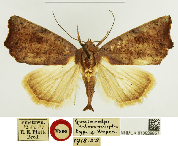 /filer/webapps/moths/media/images/H/heteromorpha_Goniocalpe_PTF_NHMUK.jpg