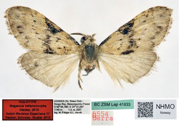 /filer/webapps/moths/media/images/H/heteromorpha_Meganola_HT_NHMO.jpg