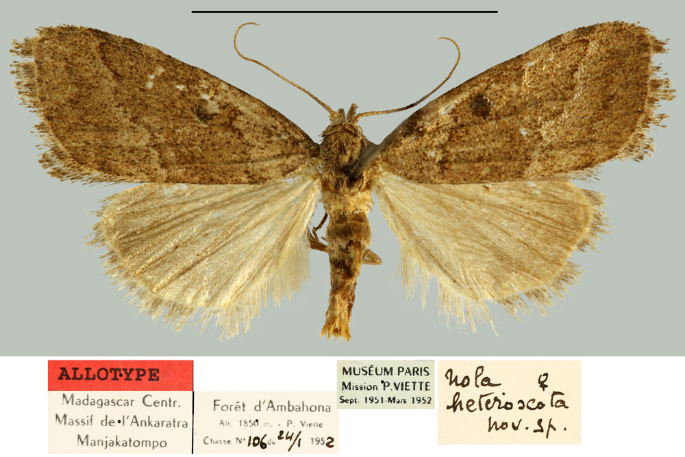/filer/webapps/moths/media/images/H/heteroscota_Roeselia_AT_MNHN.jpg