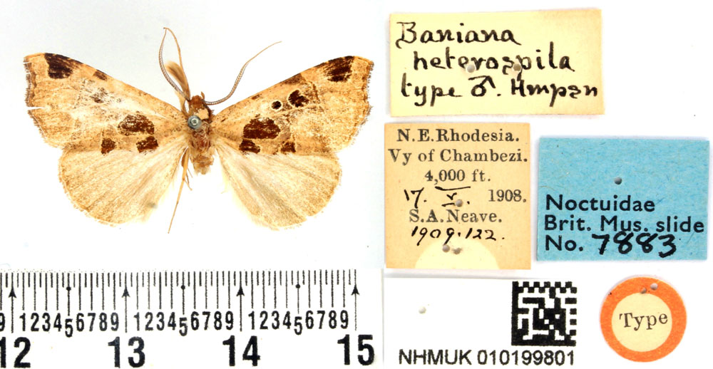 /filer/webapps/moths/media/images/H/heterospila_Baniana_LT_BMNH.jpg