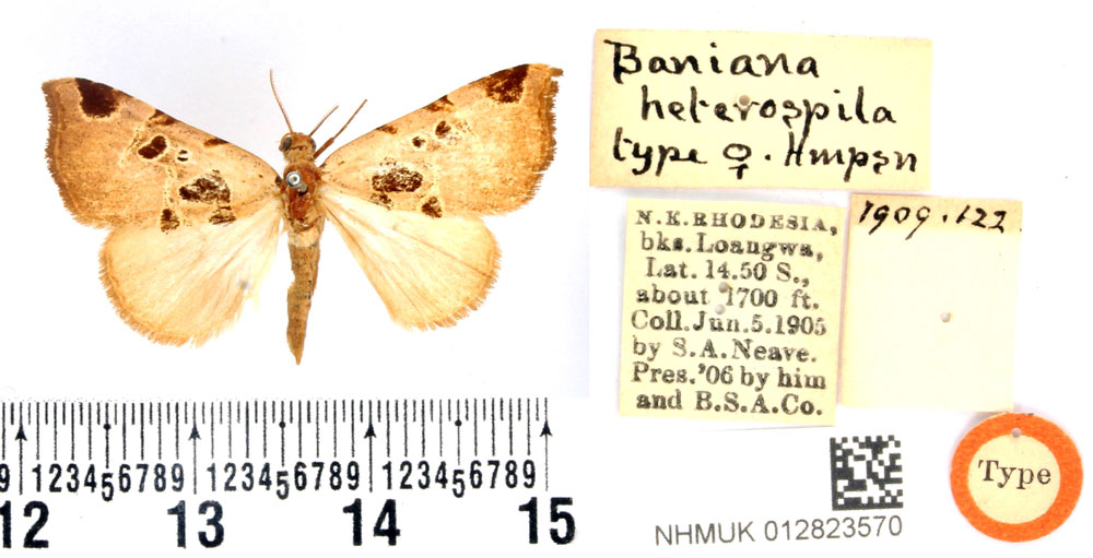 /filer/webapps/moths/media/images/H/heterospila_Baniana_PLT_BMNH.jpg
