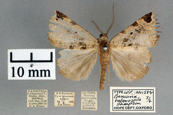 /filer/webapps/moths/media/images/H/heterospila_Baniana_STM_OUMNH_01.jpg