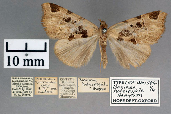 /filer/webapps/moths/media/images/H/heterospila_Baniana_ST_OUMNH_01.jpg
