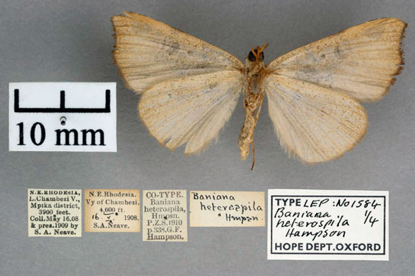 /filer/webapps/moths/media/images/H/heterospila_Baniana_ST_OUMNH_02.jpg