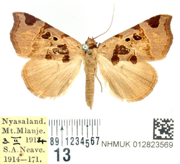 /filer/webapps/moths/media/images/H/heterospila_Marcipa_AF_BMNH.jpg