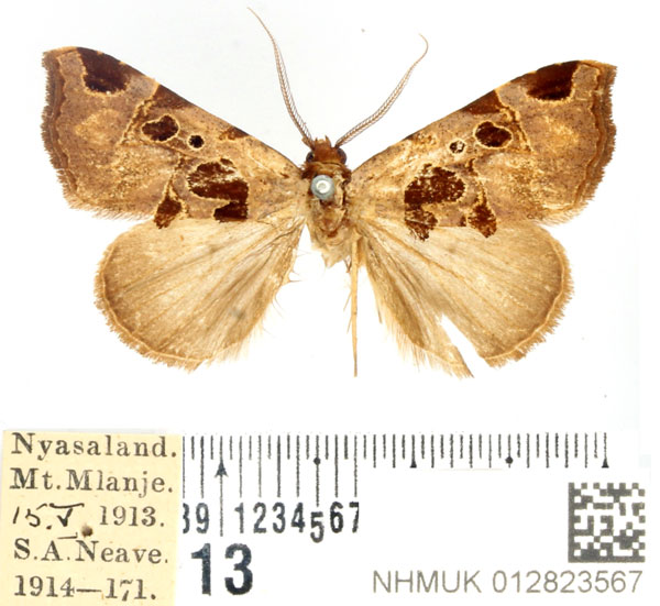 /filer/webapps/moths/media/images/H/heterospila_Marcipa_AM_BMNH.jpg