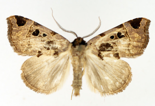 /filer/webapps/moths/media/images/H/heterospila_Marcipa_AM_TMSA_01.jpg