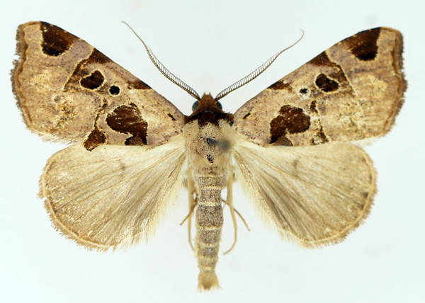 /filer/webapps/moths/media/images/H/heterospila_Marcipa_AM_TMSA_02.jpg