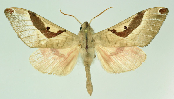 /filer/webapps/moths/media/images/H/heuglini_Ceridia_AM_Basquin.jpg