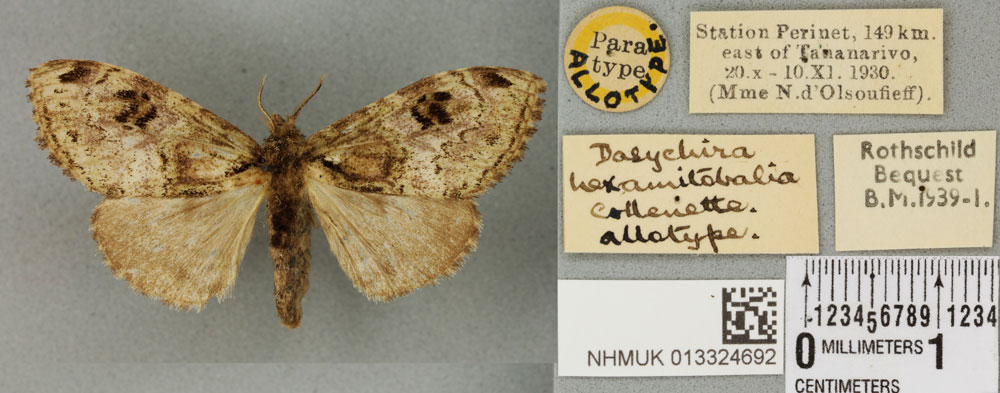 /filer/webapps/moths/media/images/H/hexamitobalia_Dasychira_AT_BMNHa.jpg