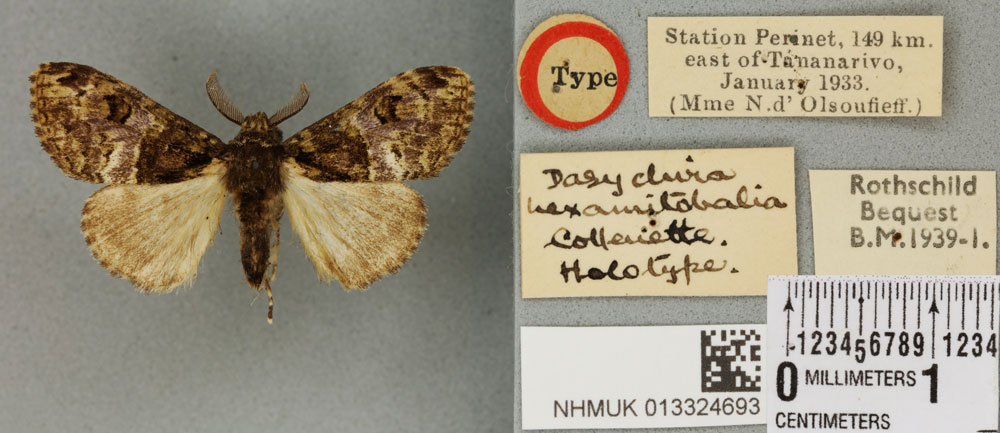 /filer/webapps/moths/media/images/H/hexamitobalia_Dasychira_HT_BMNHa.jpg