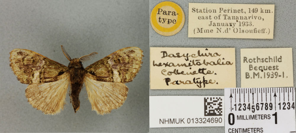 /filer/webapps/moths/media/images/H/hexamitobalia_Dasychira_PTM_BMNH_01a.jpg