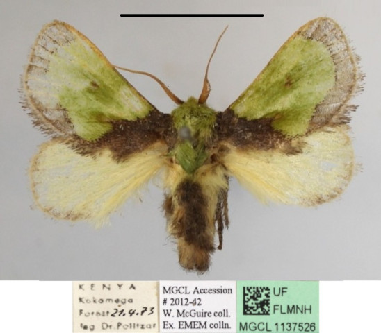 /filer/webapps/moths/media/images/H/hexamitobalia_Parasa_A_MGCLa_01.JPG