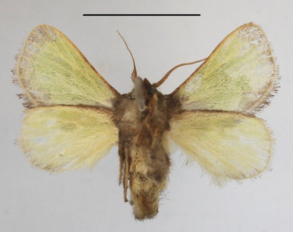 /filer/webapps/moths/media/images/H/hexamitobalia_Parasa_A_MGCLb_01.JPG