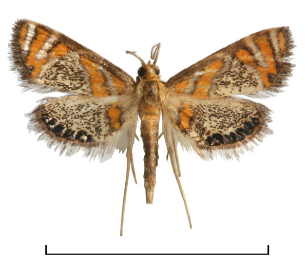 /filer/webapps/moths/media/images/H/hexaxantha_Nymphicula_HT_BMNH.jpg