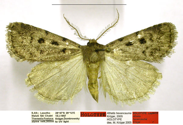 /filer/webapps/moths/media/images/H/hexencauma_Athetis_HT_TMSA.jpg