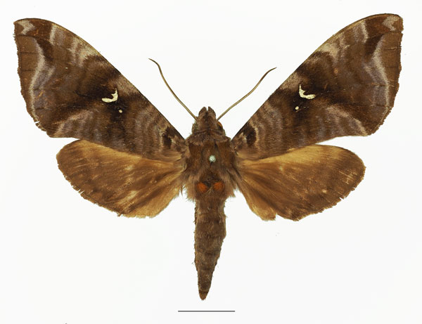 /filer/webapps/moths/media/images/H/heydeni_Maassenia_AF_Basquin.jpg