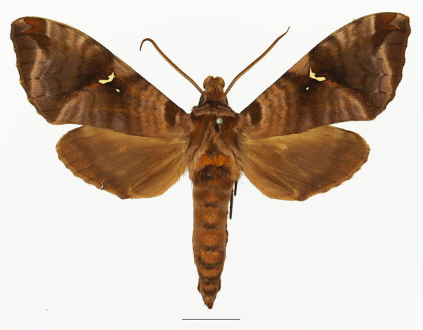 /filer/webapps/moths/media/images/H/heydeni_Maassenia_AM_Basquina.jpg