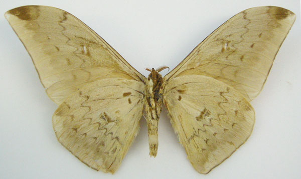 /filer/webapps/moths/media/images/H/heyeri_Bunaea_HT_NHMUKb.jpg