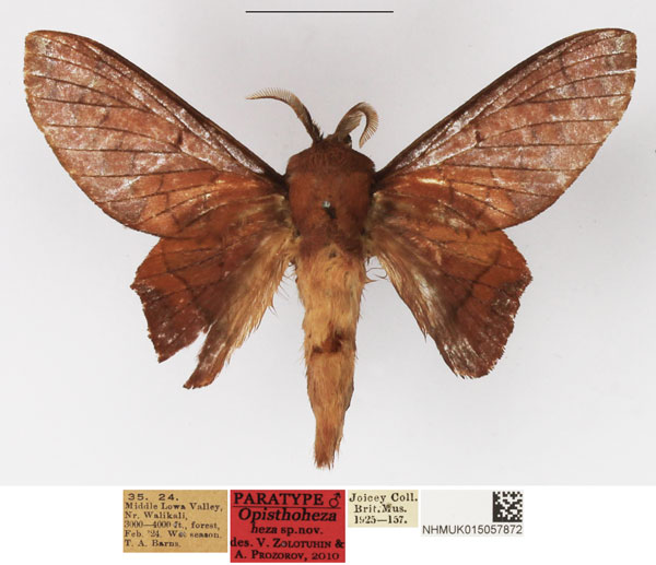 /filer/webapps/moths/media/images/H/heza_Opisthoheza_PTM_NHMUK.jpg