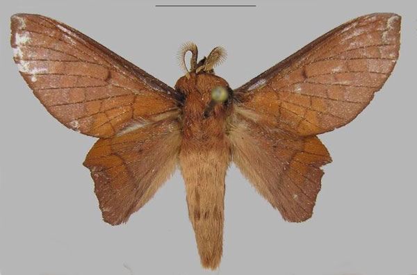 /filer/webapps/moths/media/images/H/heza_Opisthoheza_PTM_RMCA.jpg