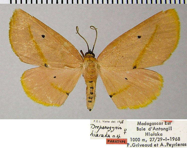 /filer/webapps/moths/media/images/H/hiaraka_Drepanogynis_PTF_ZSM.jpg