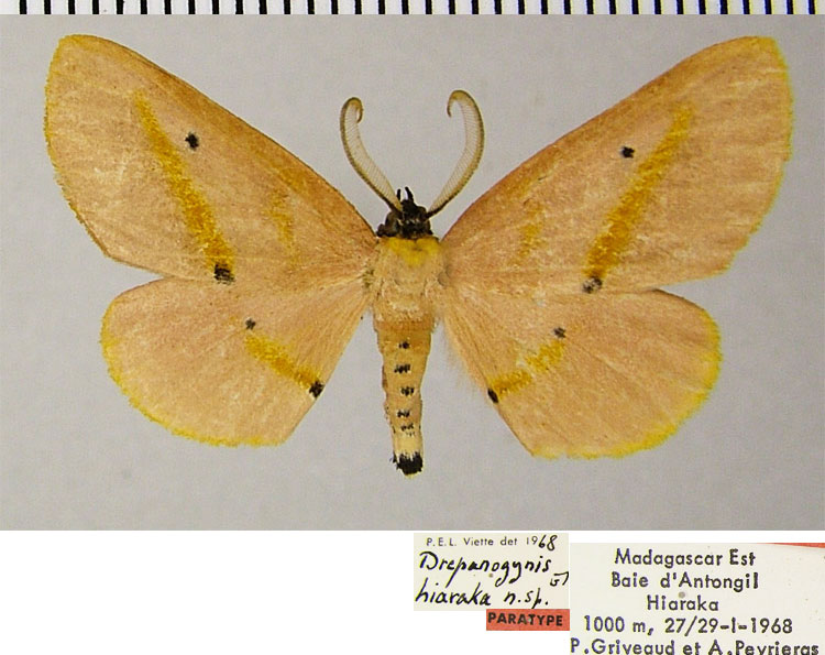 /filer/webapps/moths/media/images/H/hiaraka_Drepanogynis_PTM_ZSMa.jpg