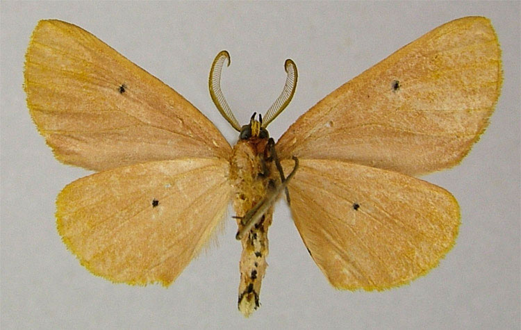 /filer/webapps/moths/media/images/H/hiaraka_Drepanogynis_PTM_ZSMb.jpg