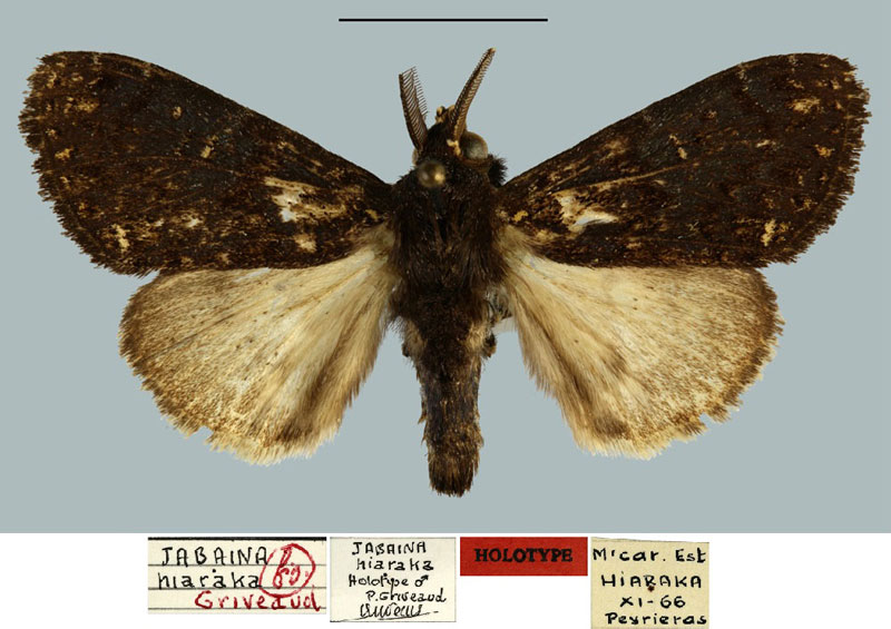 /filer/webapps/moths/media/images/H/hiaraka_Jabaina_HT_MNHN.jpg