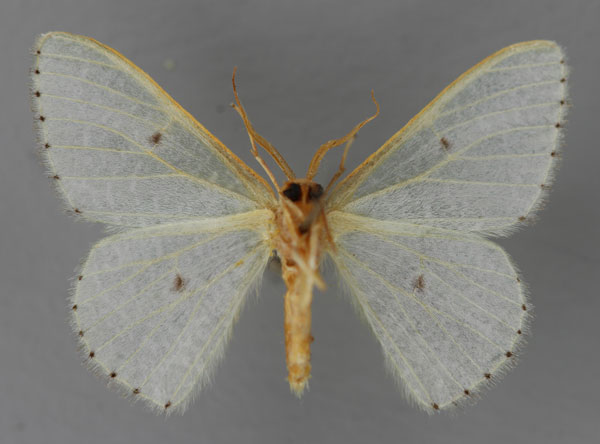 /filer/webapps/moths/media/images/H/hiaraka_Prasinocyma_A_ZSM_02.jpg