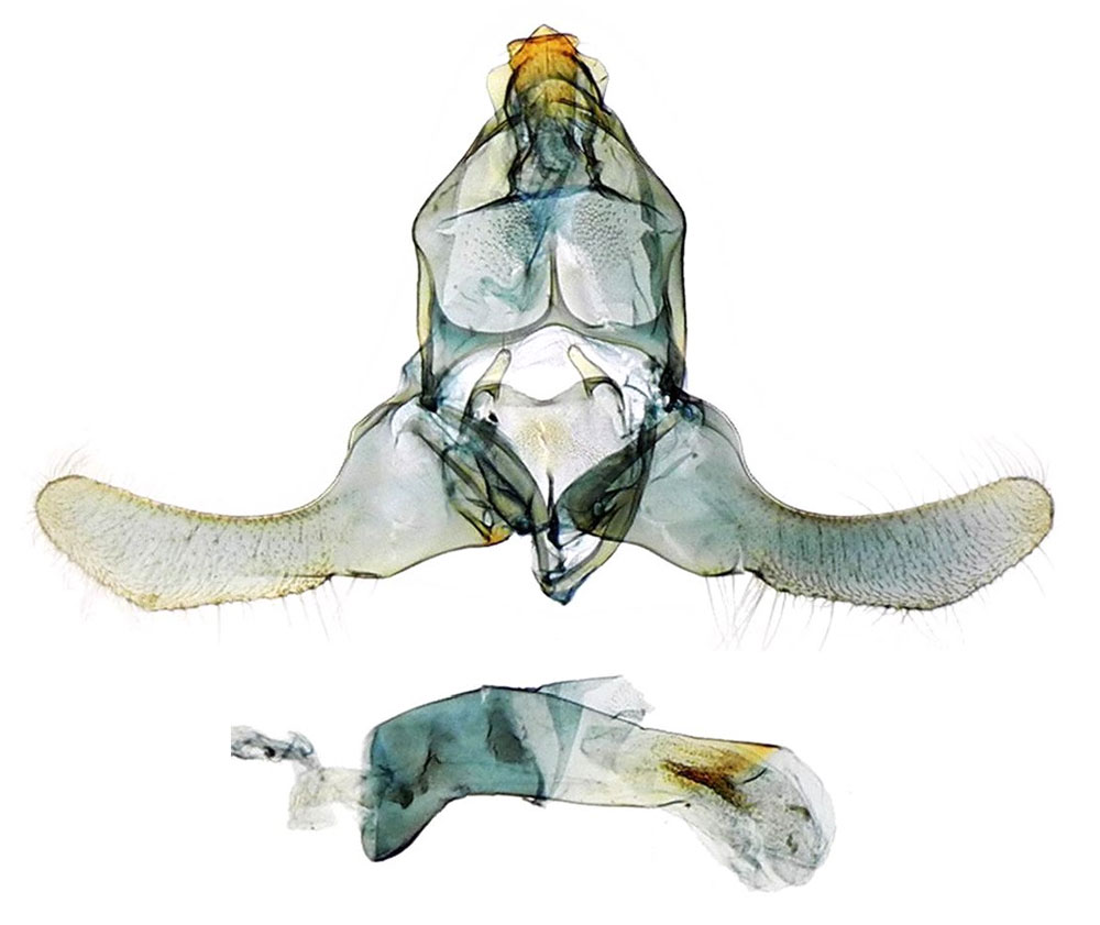 /filer/webapps/moths/media/images/H/hiarakella_Lecithocera_GMHT_MNHN_5755.jpg