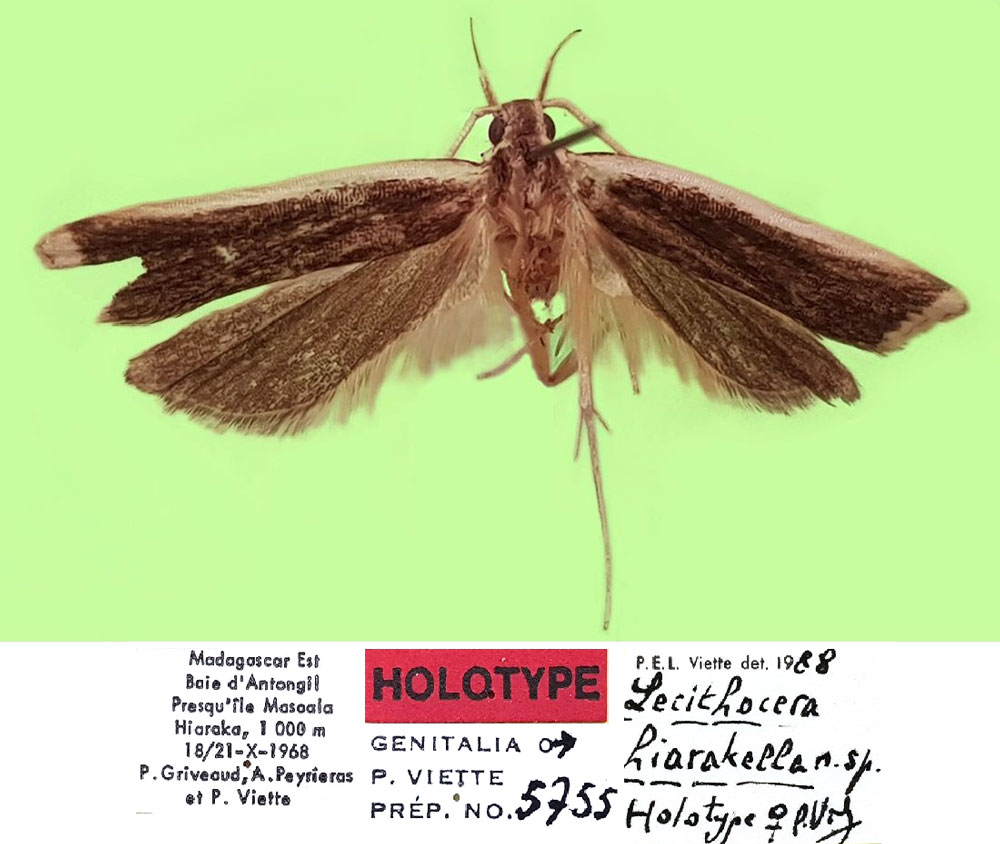 /filer/webapps/moths/media/images/H/hiarakella_Lecithocera_HT_MNHN.jpg