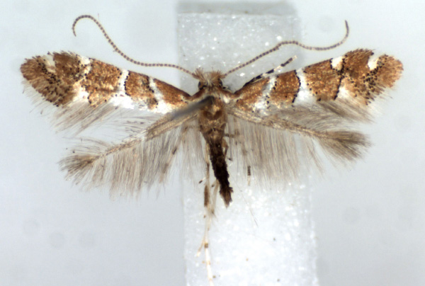 /filer/webapps/moths/media/images/H/hibiscina_Phyllonorycter_AM_RMCA.jpg