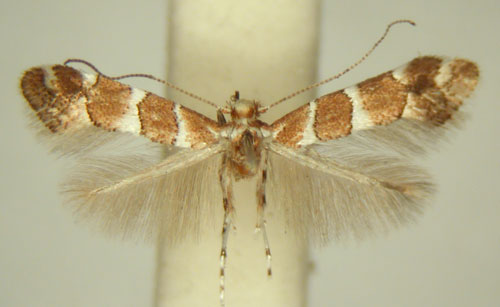 /filer/webapps/moths/media/images/H/hibiscina_Phyllonorycter_HT_TMSA6403.jpg