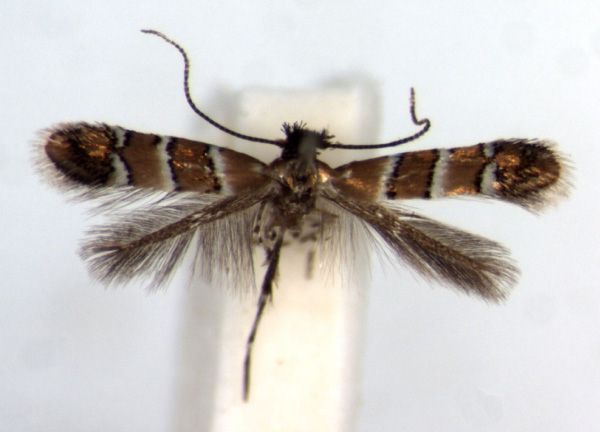 /filer/webapps/moths/media/images/H/hibiscola_Phyllonorycter_PT_RMCA.jpg