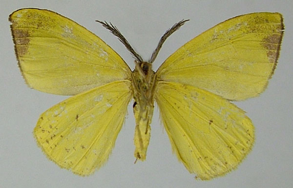 /filer/webapps/moths/media/images/H/hiemalis_Hylemera_AM_ZSMb.jpg