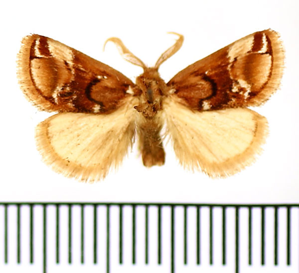 /filer/webapps/moths/media/images/H/hieraglyphica_Macroplectra_AM_BMNH.jpg