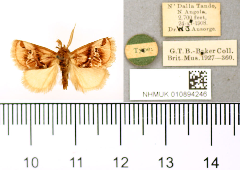 /filer/webapps/moths/media/images/H/hieraglyphica_Macroplectra_HT_BMNH.jpg