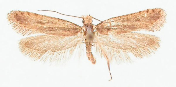 /filer/webapps/moths/media/images/H/hieratica_Rhodobates_HT_BMNH.jpg
