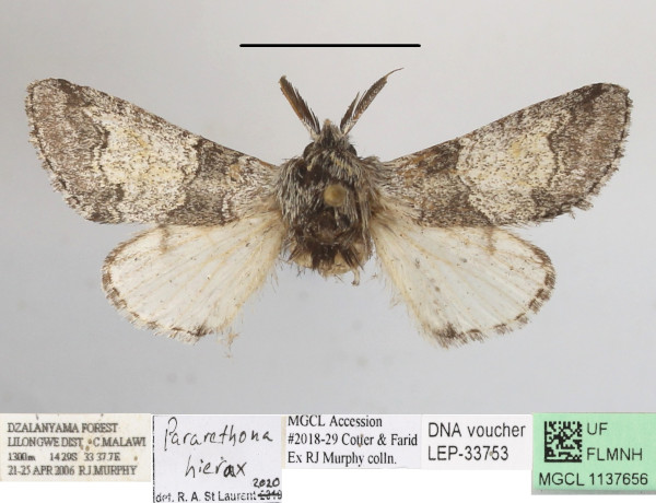 /filer/webapps/moths/media/images/H/hierax_Pararethona_A_MGCLa_01.JPG