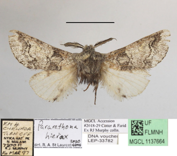 /filer/webapps/moths/media/images/H/hierax_Pararethona_A_MGCLa_02.JPG