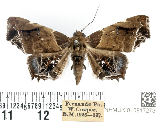 /filer/webapps/moths/media/images/H/hieroglyphica_Episparis_AF_BMNH.jpg