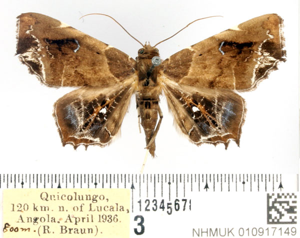 /filer/webapps/moths/media/images/H/hieroglyphica_Episparis_AF_BMNH_02.jpg