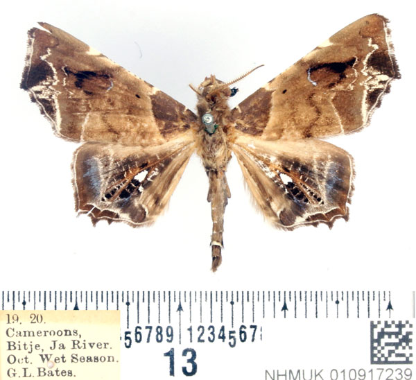 /filer/webapps/moths/media/images/H/hieroglyphica_Episparis_AM_BMNH_02.jpg