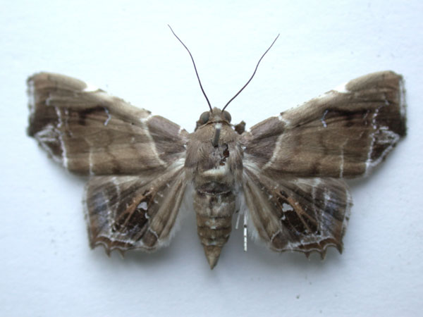 /filer/webapps/moths/media/images/H/hieroglyphica_Episparis_A_Revell.jpg