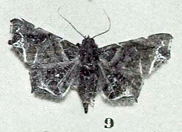 /filer/webapps/moths/media/images/H/hieroglyphica_Episparis_HT_Holland_1894_9.jpg