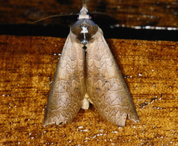 /filer/webapps/moths/media/images/H/hieroglyphica_Hemiceratoides_A_Roland_05w.jpg