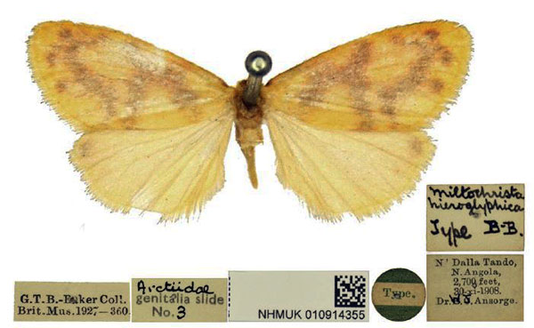 /filer/webapps/moths/media/images/H/hieroglyphica_Miltochrista_HT_BMNH.jpg